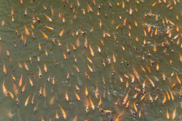 Foto para boa sorte. foto focada em peixes que nadam próximos uns dos outros, país exótico