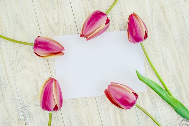 Foto parabéns e tulipas sobre um fundo claro. foco seletivo.