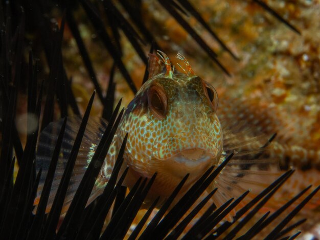 Foto parablennius pilicornis