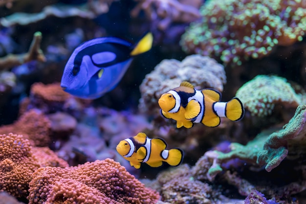 Paracanthurus hepatus, blue tang, amphiprion percula, peixe do mar vermelho, em casa aquário de recife de coral.