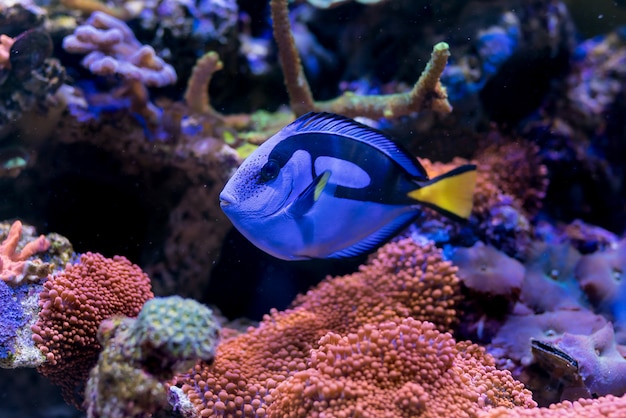 Paracanthurus hepatus, Blue Tang im Home Coral Reef Aquarium.