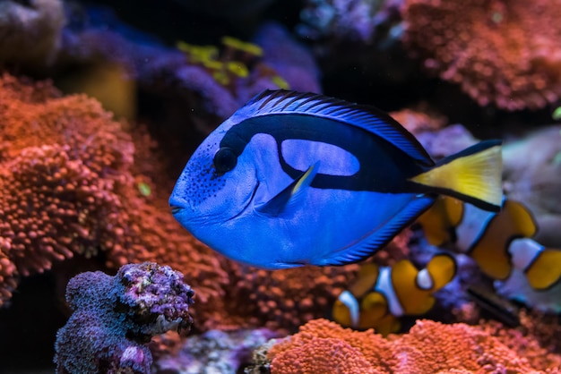 Paracanthurus hepatus Blue tang im Home-Korallenriff-Aquarium