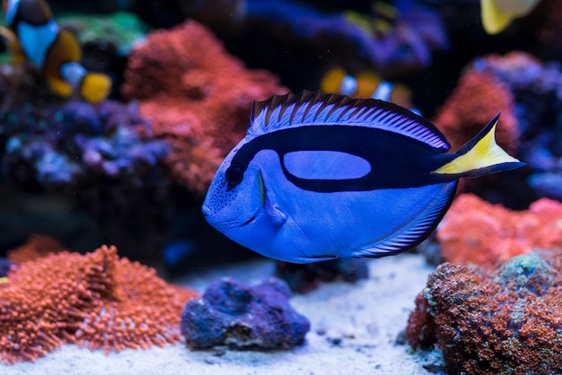 Foto paracanthurus hepatus blue tang in home acuario de arrecife de coral