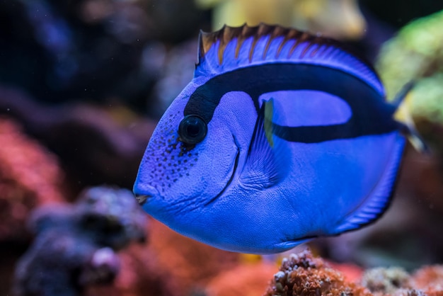 Foto paracanthurus hepatus blue tang in home acuario de arrecife de coral