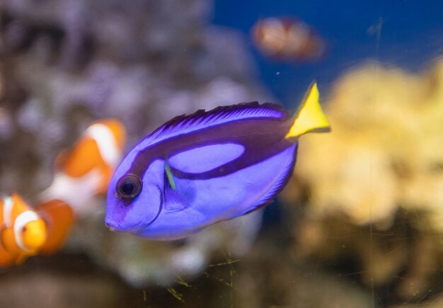 Foto paracanthurus