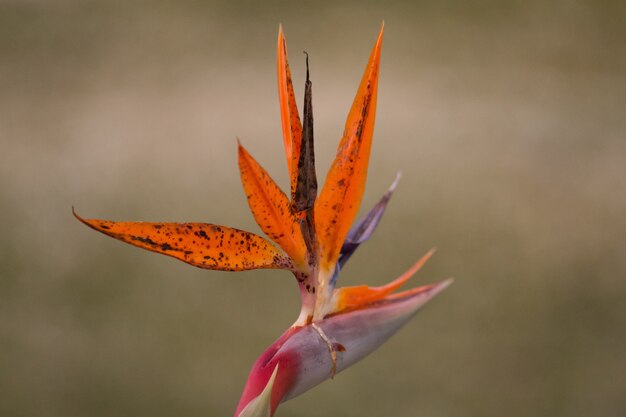 Paradiesvogel Blume