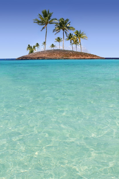 Paradise palm tree isla tropical turquesa playa