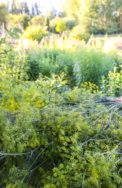 Paraguas de eneldo fragante fresco verde en invernadero plantas de jardín de cerca