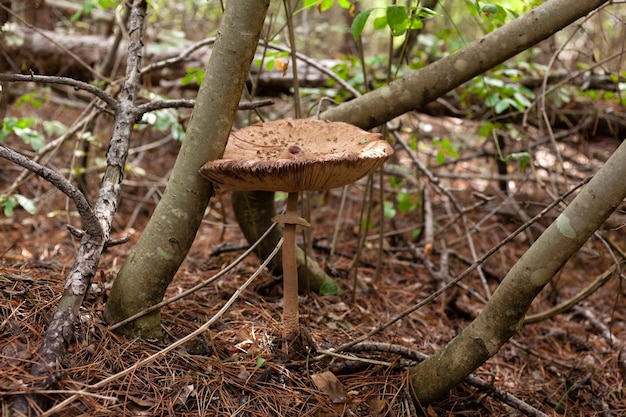 Paraguas gigante de setas