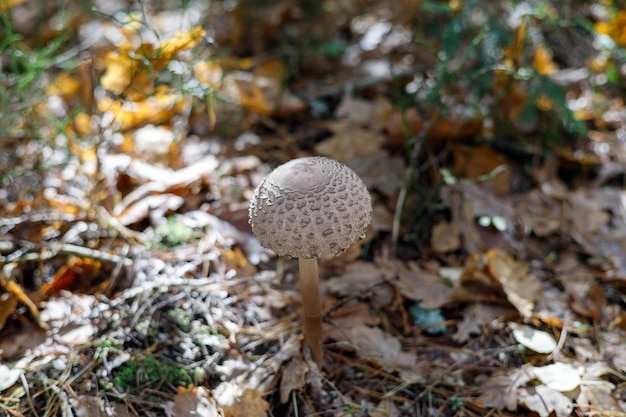 Paraguas de hongos en el bosque de otoño Fondo borroso para la inscripción