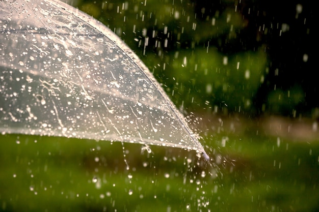 Paraguas bajo la lluvia