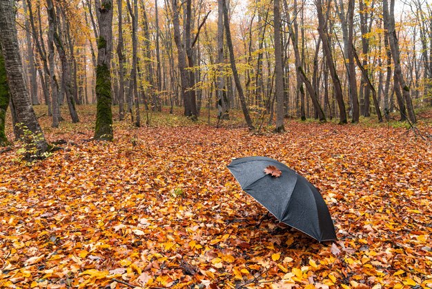 Paraguas negro sobre hojas secas en el bosque de otoño