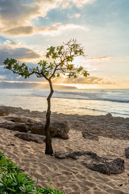 Paraguas en Rocky Point en Oahu, la costa norte de Hawai al atardecer