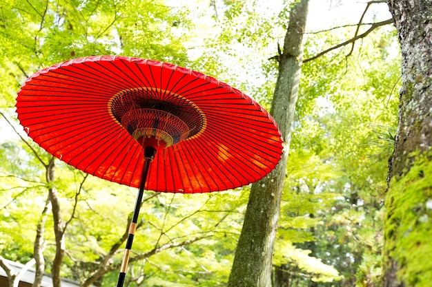 Paraguas rojo en el parque