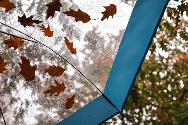 Foto paraguas transparente con hojas de otoño en el parque. clima otoñal. colores amarillos cálidos.