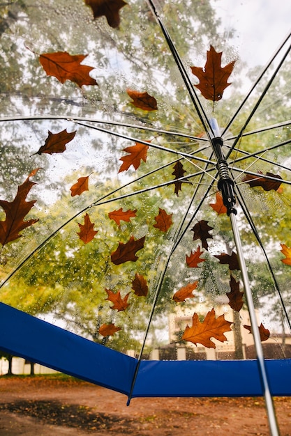 Paraguas transparente con hojas de otoño en el parque. Clima otoñal. Colores amarillos cálidos.