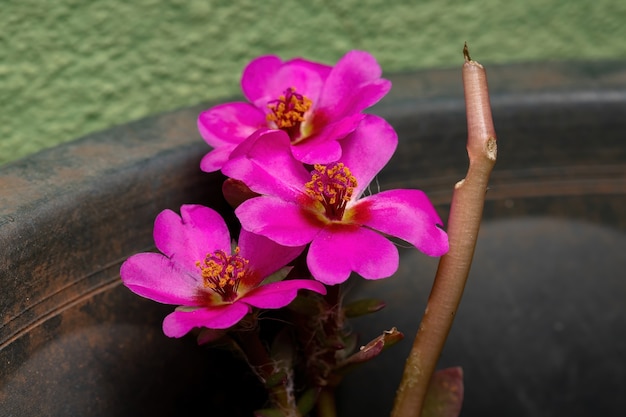 Paraguayische Portulakblume der Art Portulaca amilis