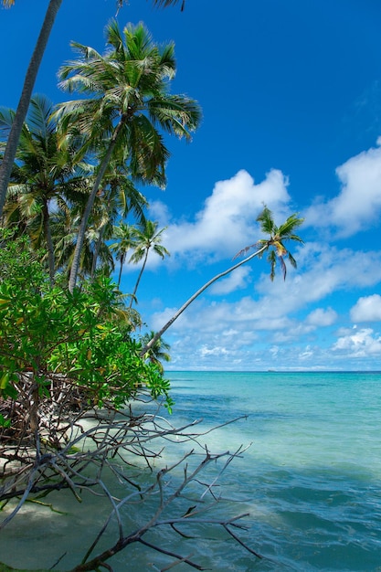 Paraíso exótico Maldive resort vista para a baía da lagoa