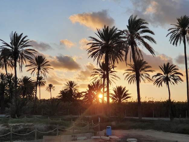 El paraíso de Torrevieja en Lo Ferris