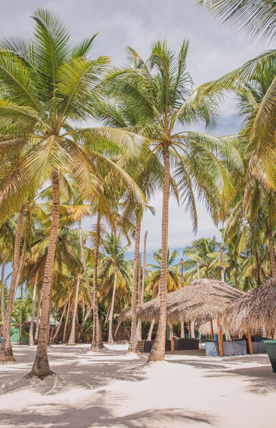 Paraíso tropical con palmeras y bungalows frente al mar