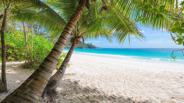 Un paraíso tropical en la playa con una palmera de las islas del Caribe