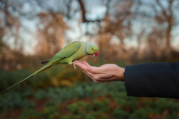 Parakeet com penas verdes se alimenta de uma mão no parque de inverno frio de Londres
