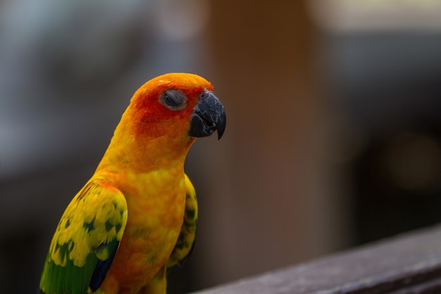 Parakeet sol ou papagaio Sun Conure, belo papagaio amarelo e laranja pássaro