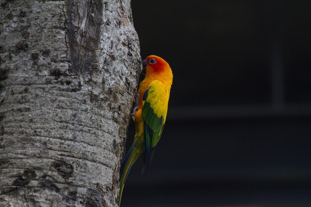 Parakeet de Sun o loro de Conure del sol, pájaro hermoso del loro amarillo y anaranjado