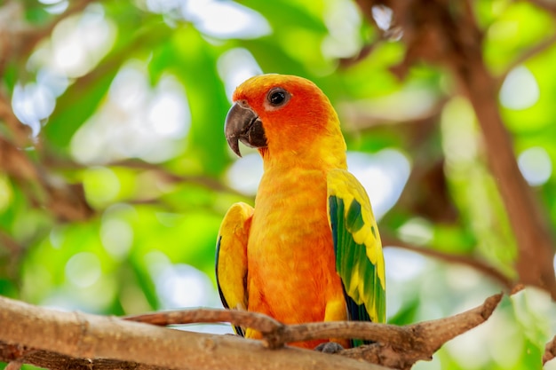 Parakeet de Sun o loro de Sun Conure en árbol.