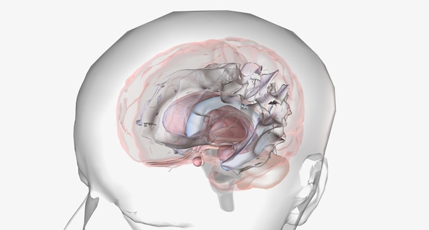 La parálisis cerebral es un grupo de trastornos neurológicos que afectan el movimiento y la coordinación del cuerpo.