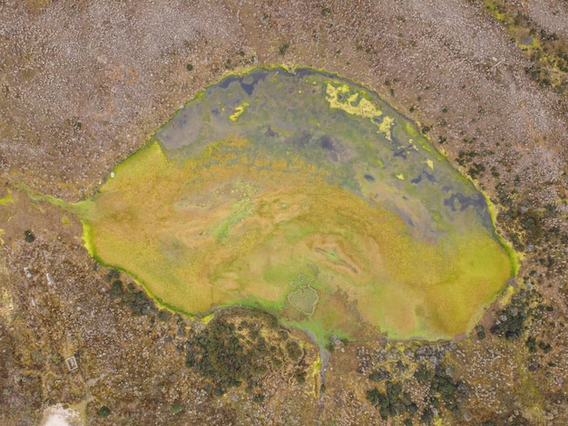 Foto paramo de chingaza na colômbia frailejones espeletia grandiflora flores endêmicas do paramo da américa do sul o lago de siecha