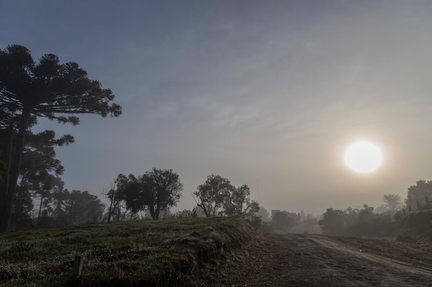 Foto parana-kiefer, wissenschaftlicher name: araucaria angustifolia, baum, typisch für den hochgelegenen atlantikwald mit nebel zu beginn des winters