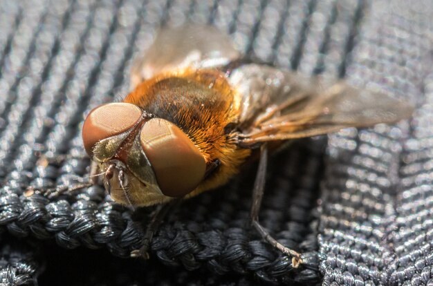 Parasitäre Tachina fliegen Phasia hemiptera aus Mandal, Norwegen, im Sommer, Juli