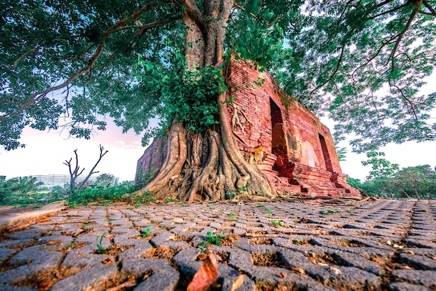 Foto parasitenbaum im wat khun inthapramun öffentlichen tempel in angthong, thailand