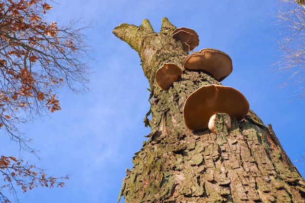 Foto parásito de cogumelo no tronco de uma árvore morta no parque vista inferior de um tronco de árvore coberto de cogumelos fungos de suporte em faias fungos tinder spunk touchwood conk polypore laetiporus