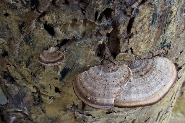 Parásito de hongos que crecen en madera vieja