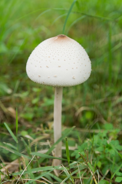 Parasol falso, parasol verde esporado o molibditas de Chlorophyllum. Seta blanca en campo de hierba verde