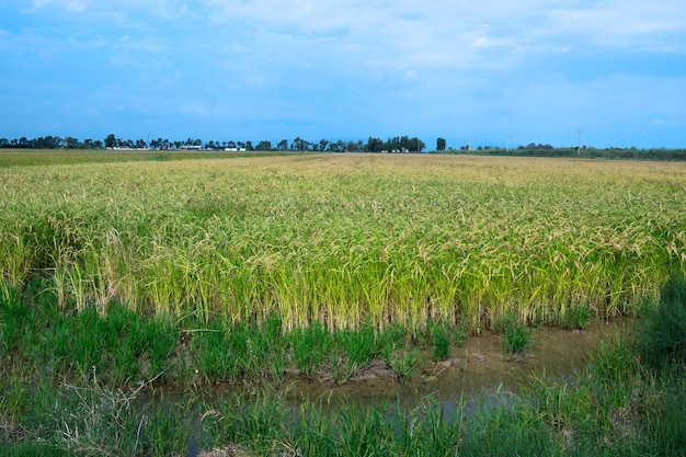 Parc Natural del Delta de l'Ebre Riumar Spanien