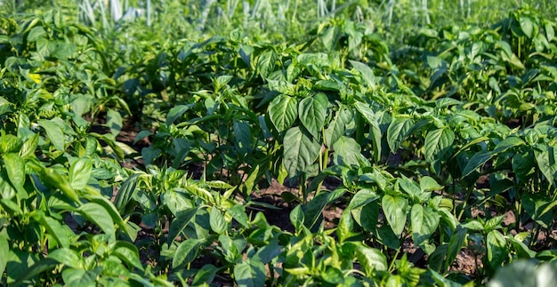 Una parcela personal con una cama de jardín. Camas de granja. productos ecológicos. Naturaleza. Enfoque selectivo