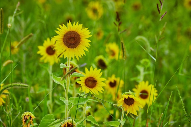 Parche de girasoles en detalle con amarillos vibrantes