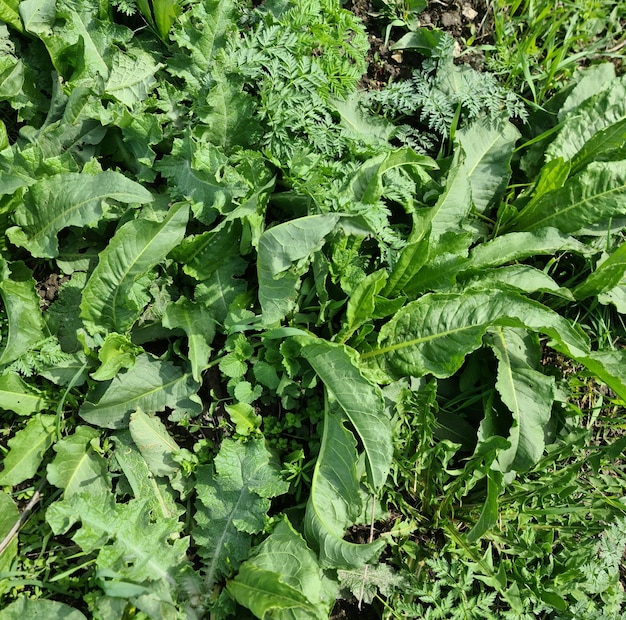 Un parche de plantas verdes con hojas grandes y la palabra "kale" en la parte inferior.