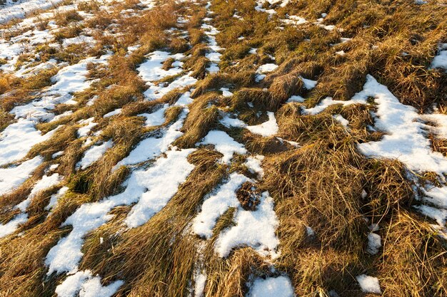 Parcialmente coberto com grama seca com neve no campo agrícola. Fotografado de perto.