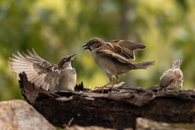 Pardais de casa. (Passer domesticus).