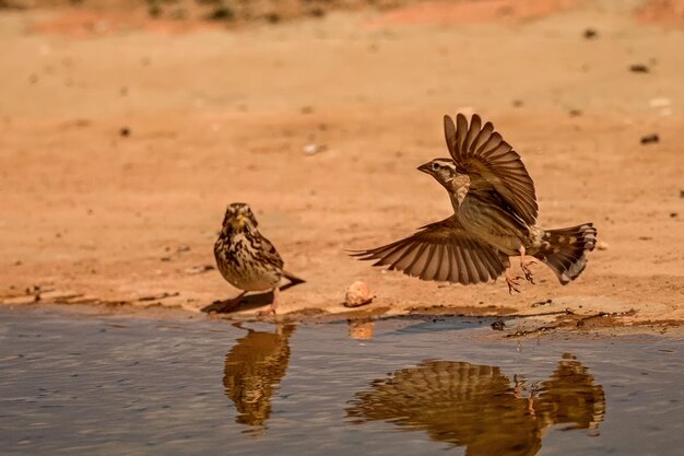 Foto pardal convulso ou petronia petronia refletida na primavera