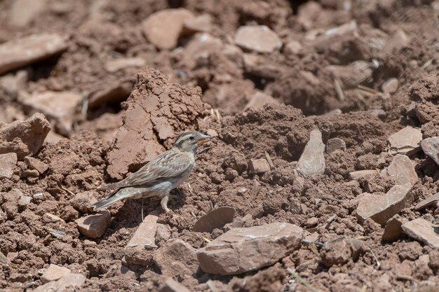 Pardal-das-rochas Petronia petronia Málaga Espanha