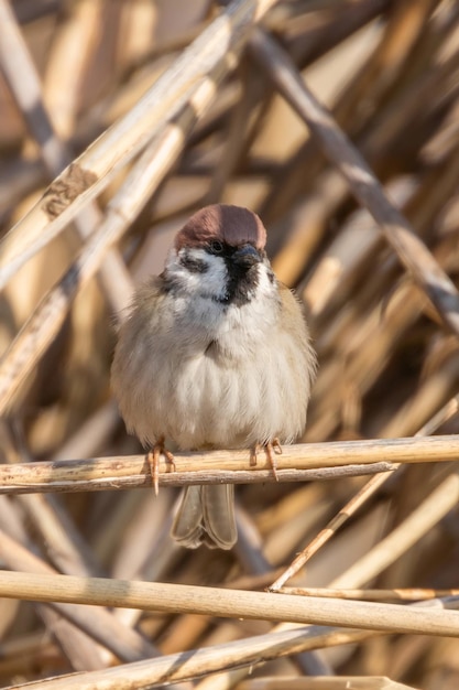 Pardal de árvore no galho (passer montanus) close up