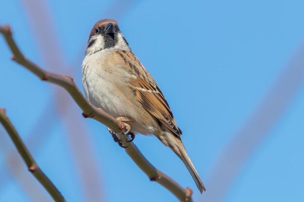 Pardal de árvore no galho (passer montanus) close up