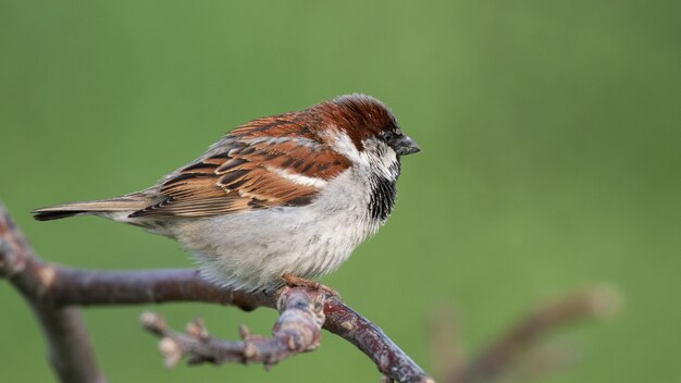 Pardal doméstico masculino Passer domesticus em verde