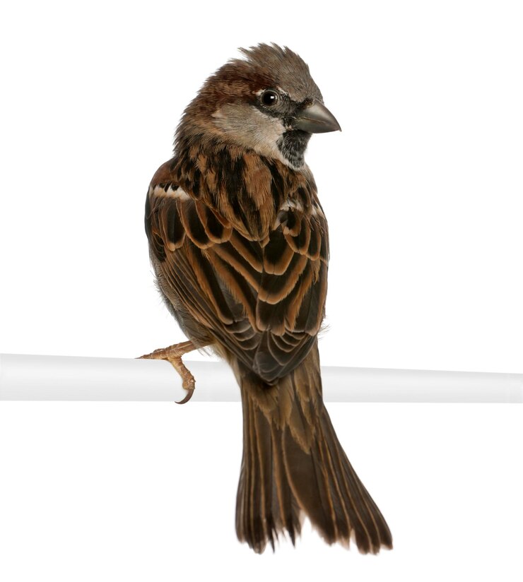 Foto pardal-doméstico passer domesticus 5 meses de idade