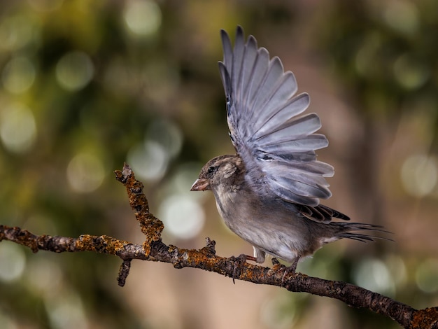 Pardal doméstico (Passer domesticus). Ave em seu ambiente natural.